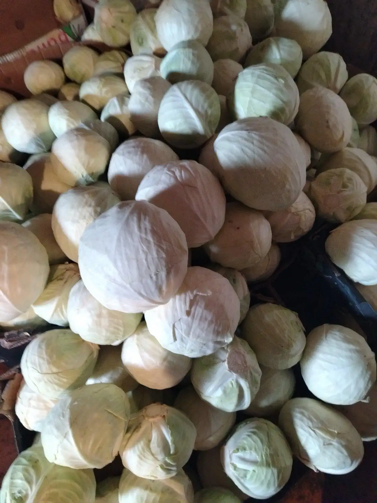 Капуста фото 2